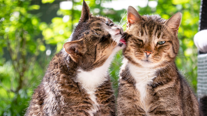 Multi-cat Households | Useful Tips &amp; Common Issues | Medivet
