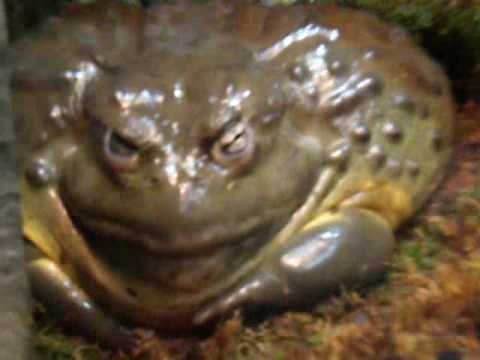 ugly frogs