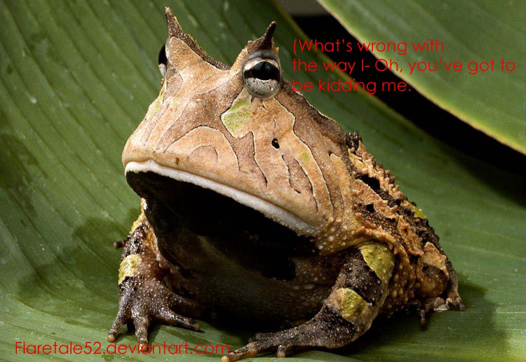 ugly frogs