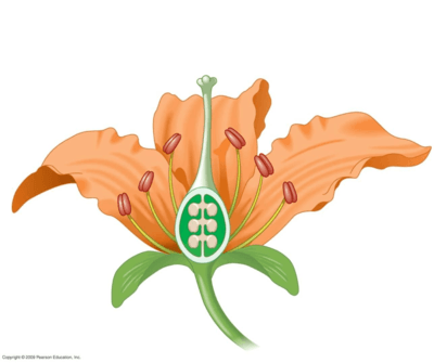 unlabeled flower diagram