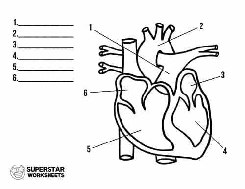 unlabeled heart diagram