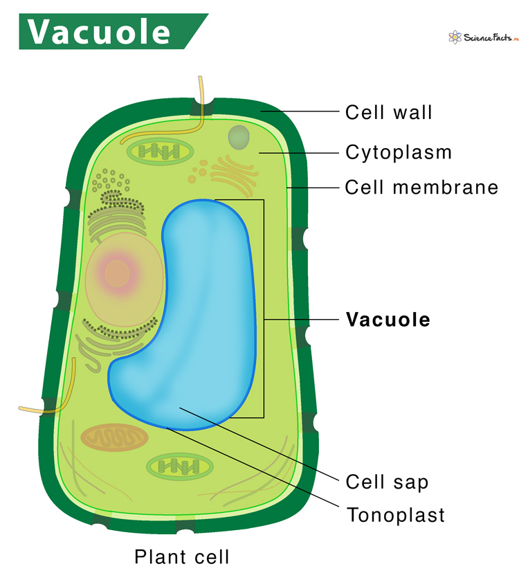 Vacuole – Definition, Structure, &amp; Functions with Diagram