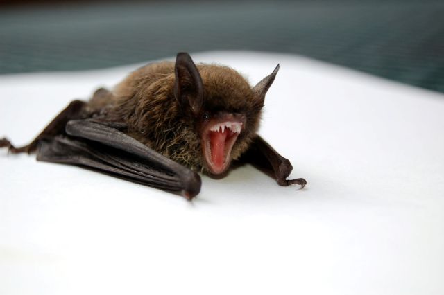 The Conversation: Vampire Bats – Look Beyond the Fangs and Blood ...