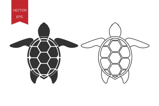 vector turtle