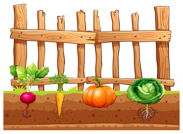 vegetable garden clipart