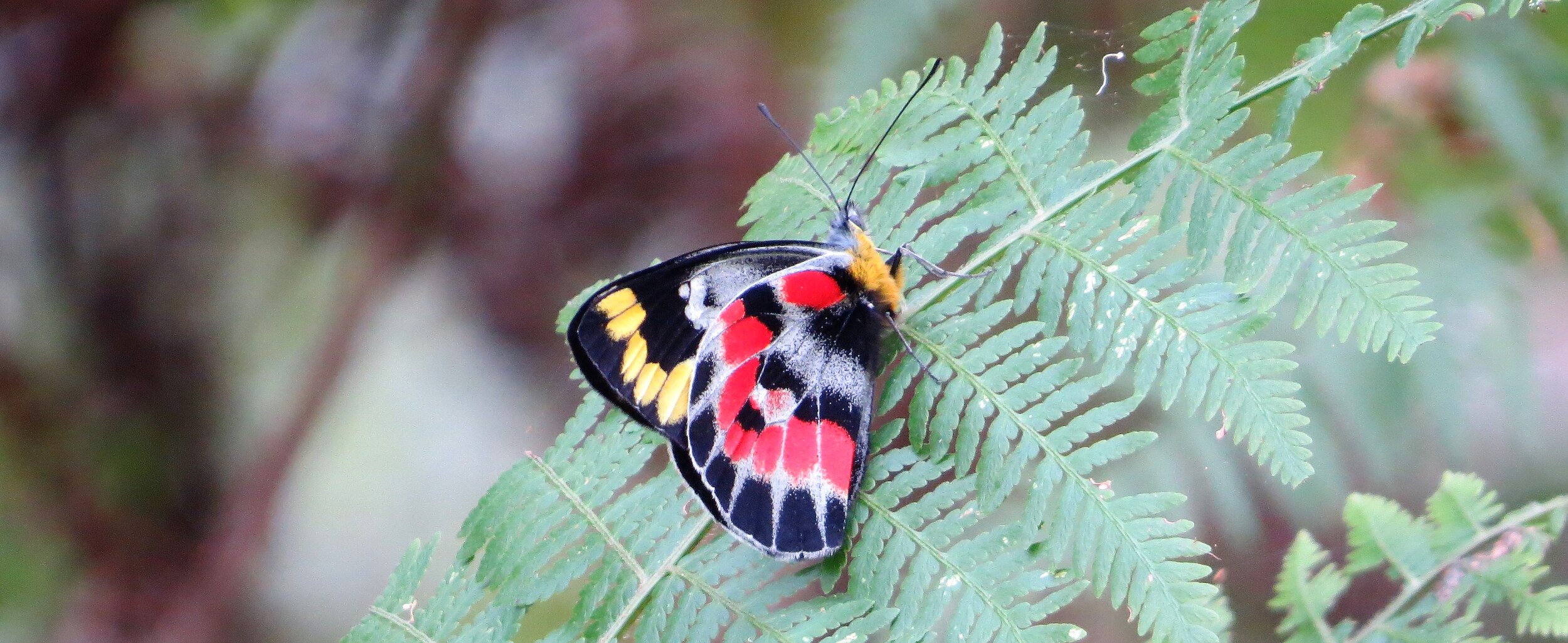 victorian butterflys