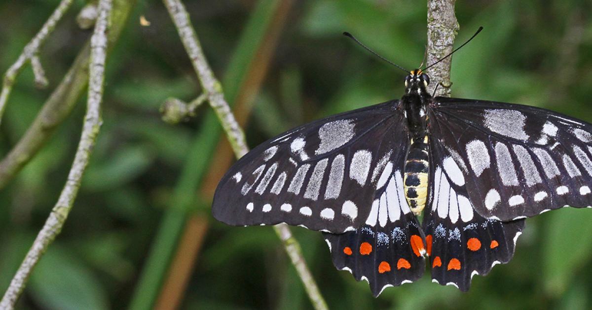victorian butterflys