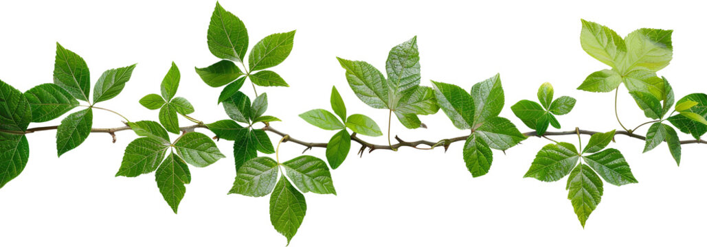 vine cliparts