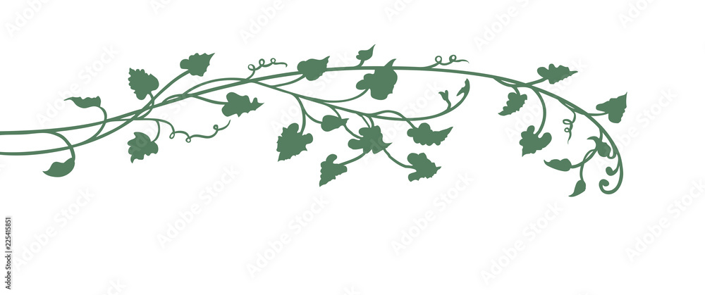 vines border