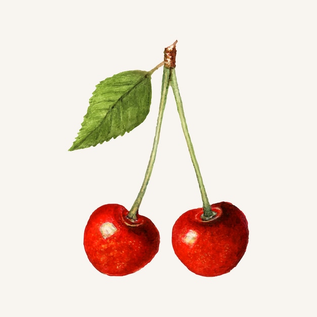 vintage cherry cliparts