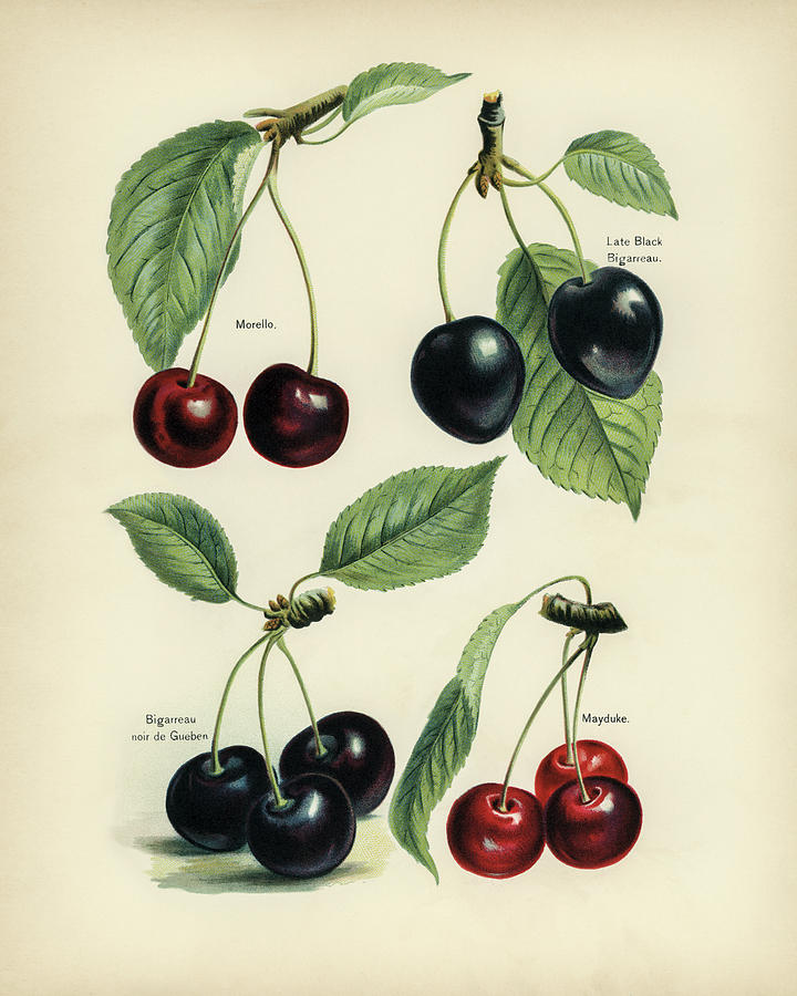 Vintage illustration of cherry by Rawpixel