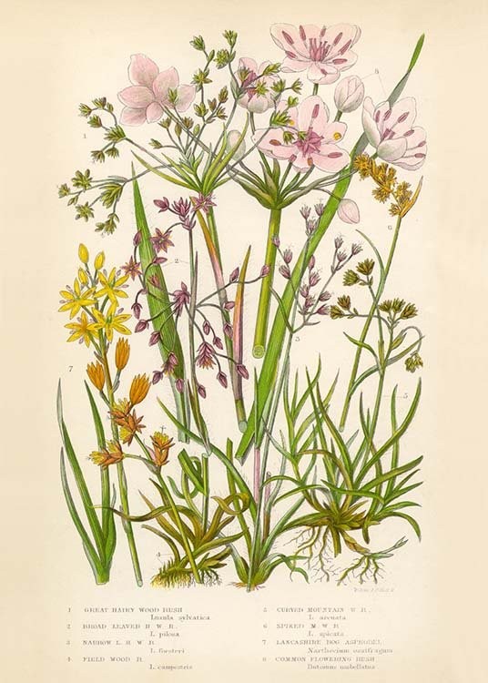 vintage flowers