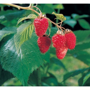Vintage Red Raspberry