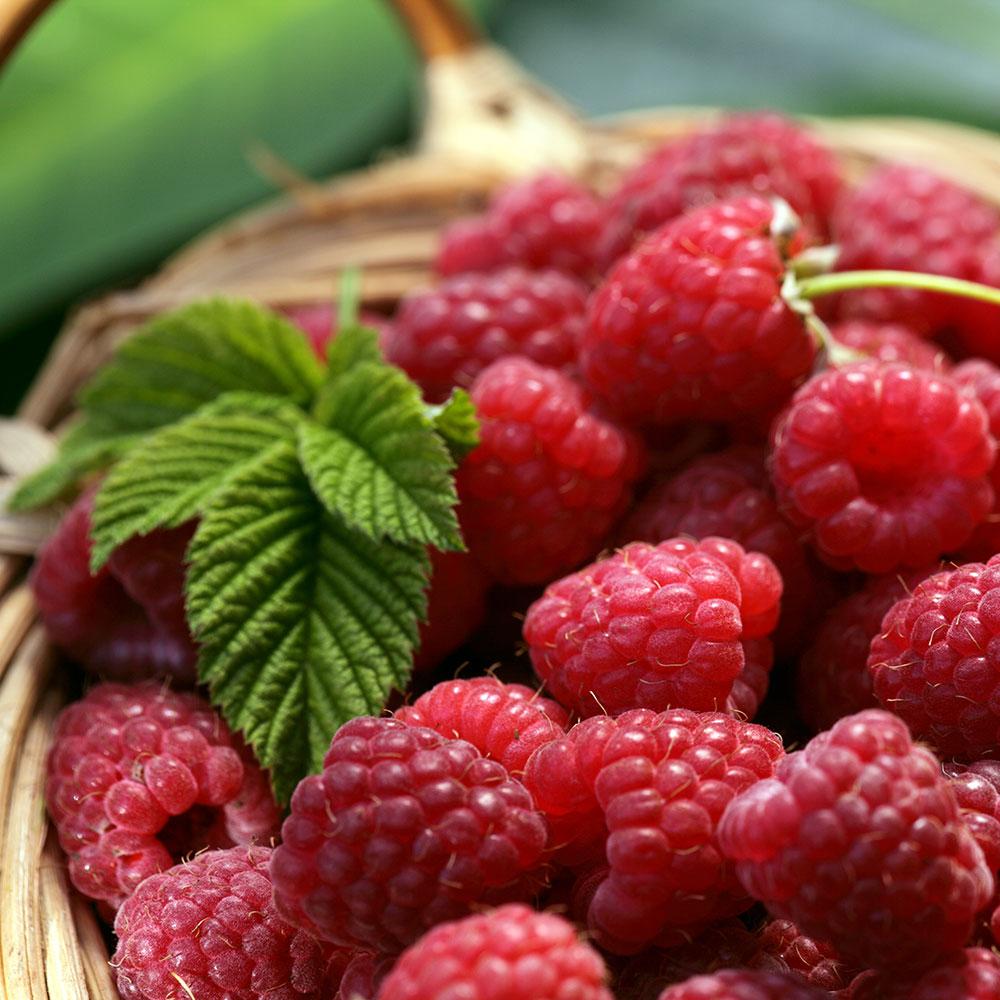 Vintage Raspberry - The Greenhouse