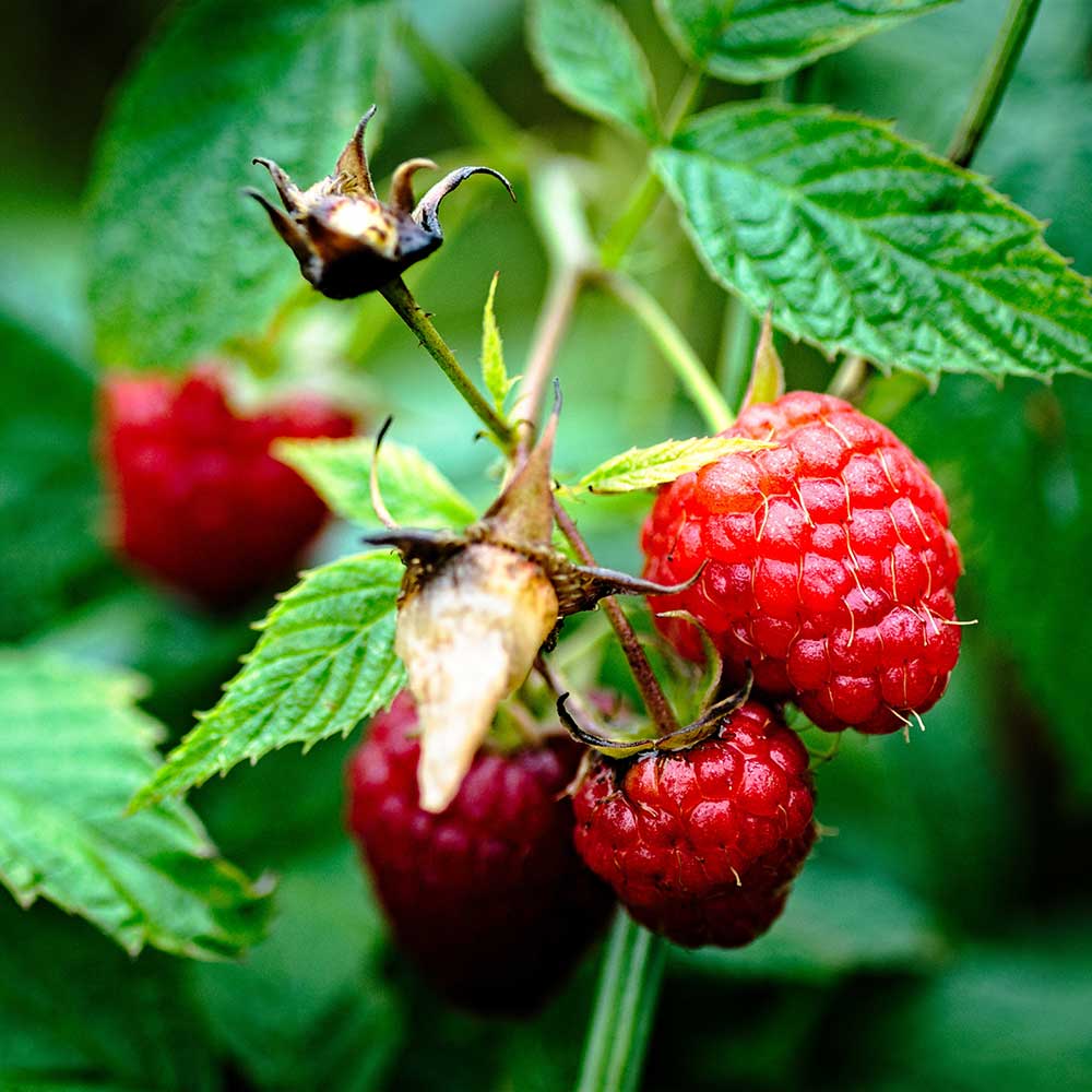 vintage raspberrys