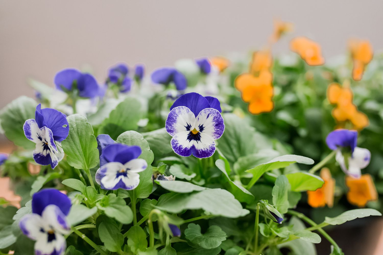 Violas: Plant Care &amp; Growing Guide