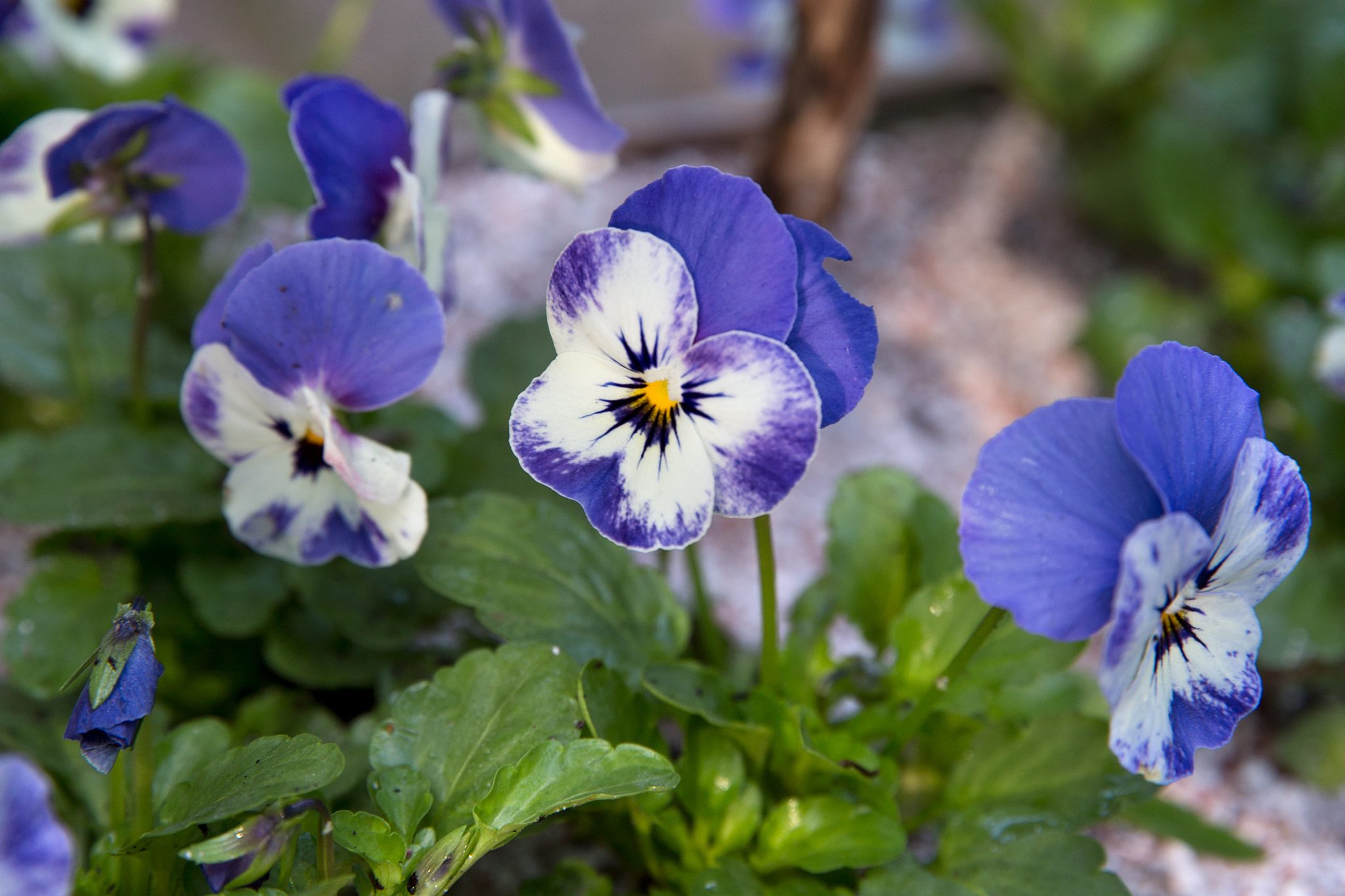 How To Grow Violas | BBC Gardeners World Magazine