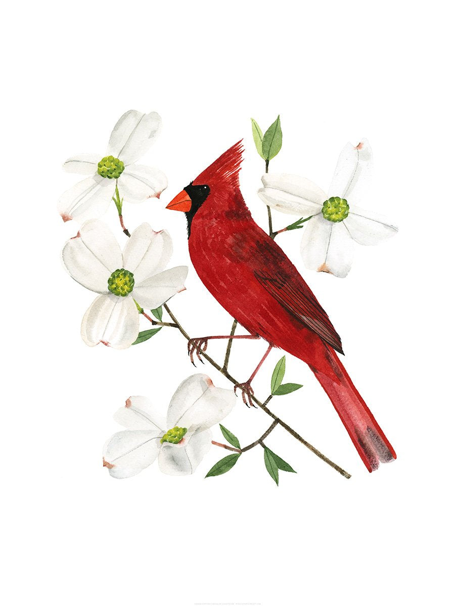 Virginia Northern Cardinal Print - 50 States of Beauty