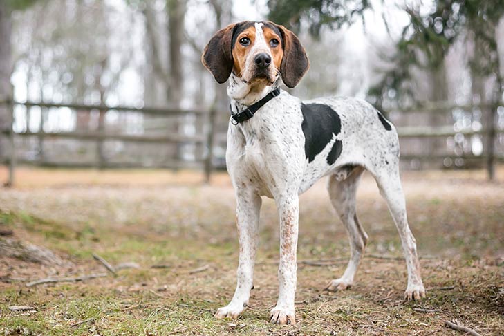 Treeing Walker Coonhound Dog Breed Information