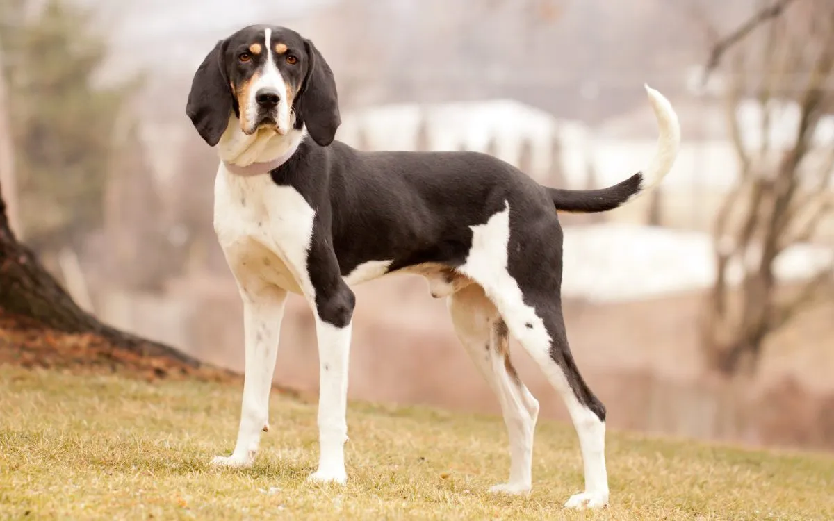 Treeing Walker Coonhound Dog Breed Information
