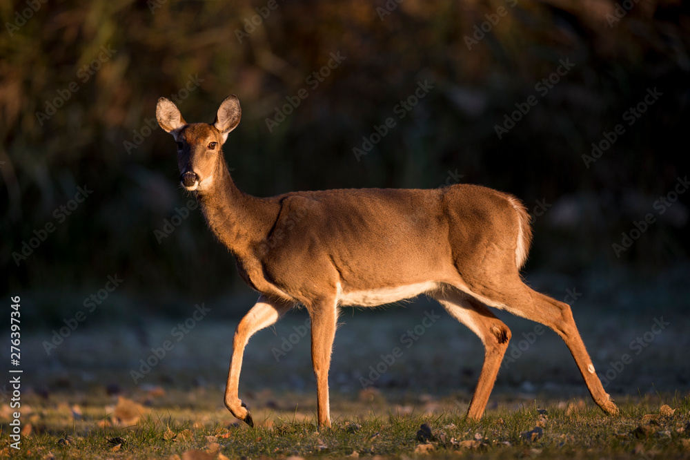 Walking Whitetail Deer in Morning Sun Stock-Foto | Adobe Stock