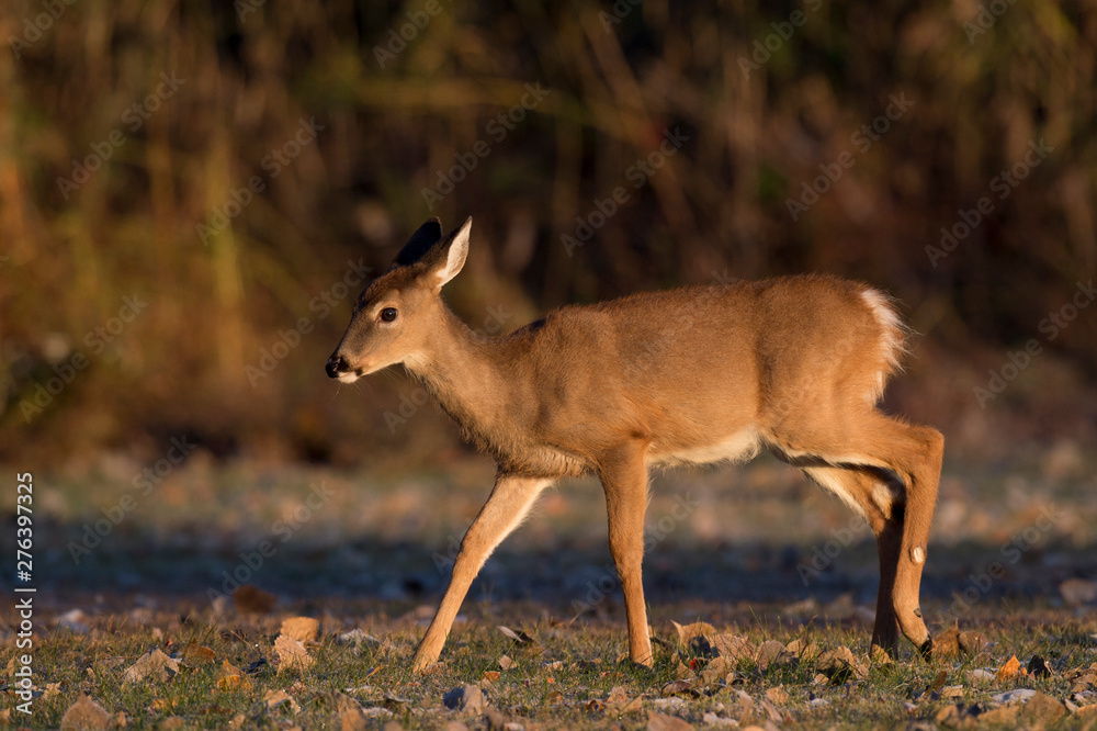 Young Whitetail Deer Walking in a Field Stock-Foto | Adobe Stock
