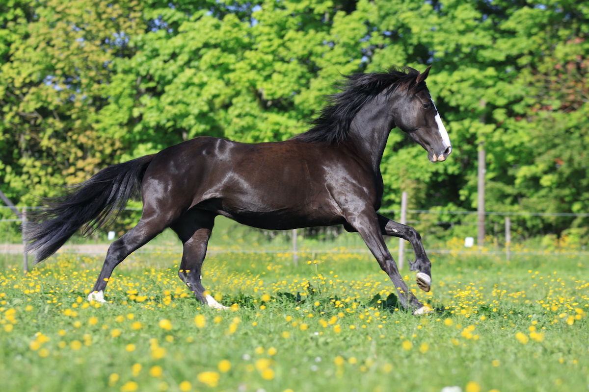 Endlich: Die Qual der Tennesse-Walking-Horses wird verboten