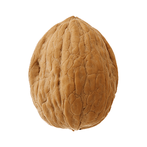 Walnut Single transparent PNG - StickPNG