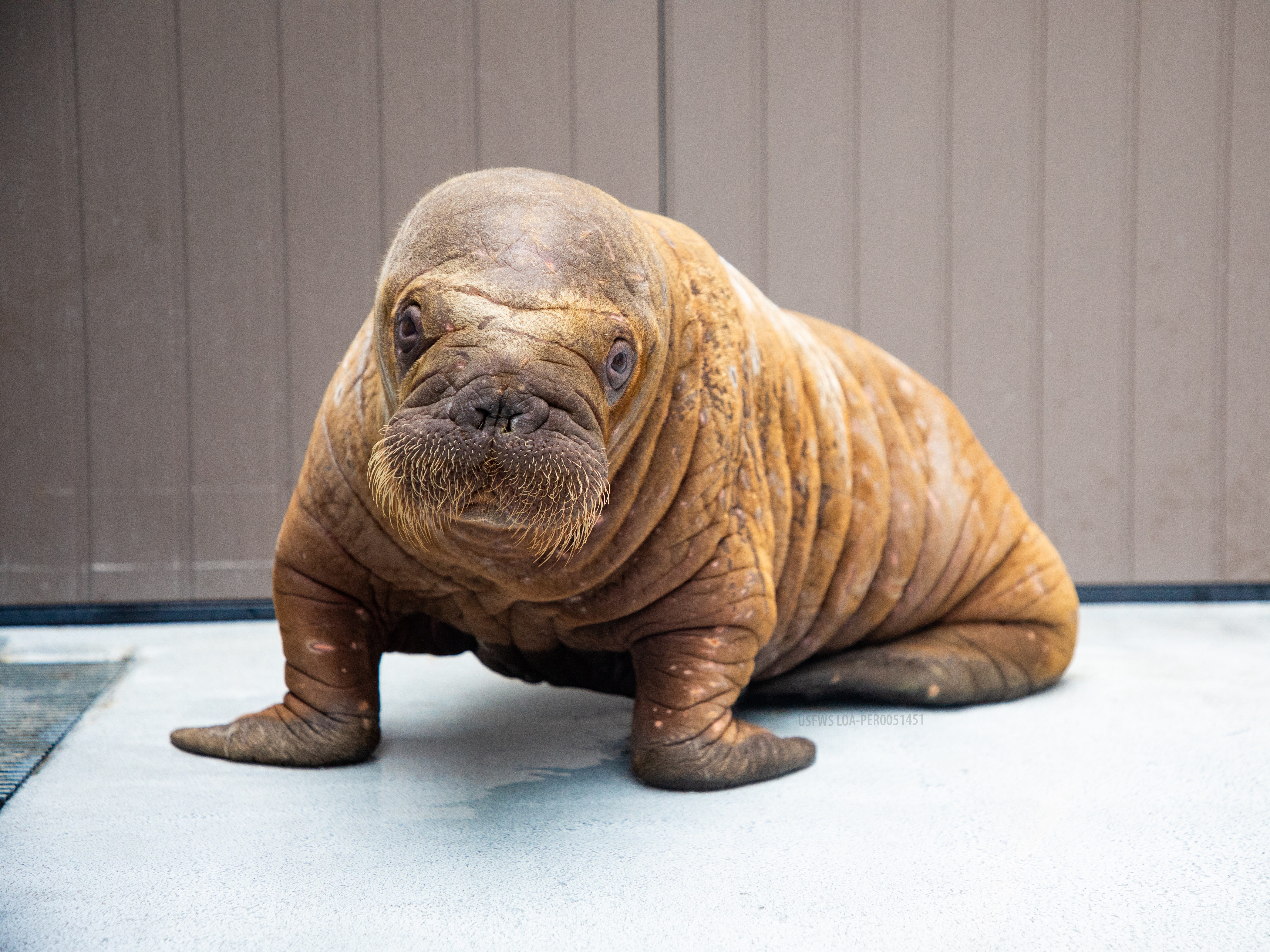 Watch: Baby walrus found abandoned in Alaska gets second chance at ...