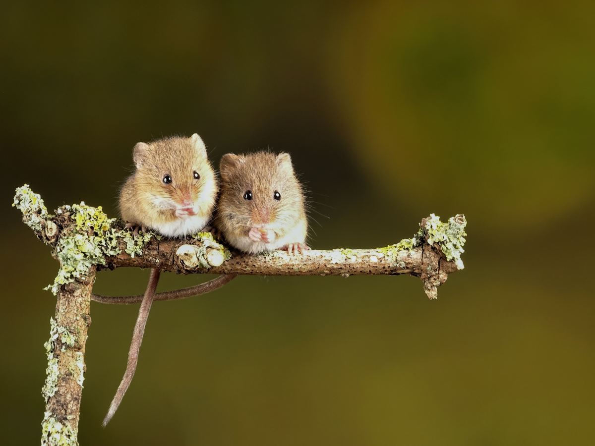 How to Care for Baby Mice Found in the Wild - PetHelpful