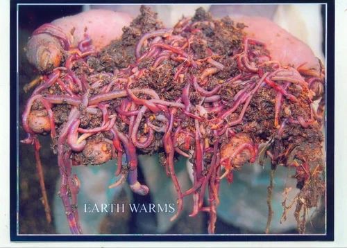 Earth Warm Live at ₹ 500/kg | Red Wigglers Earthworm in Hyderabad ...