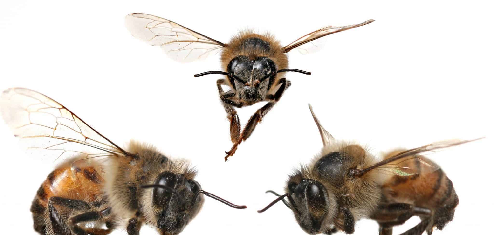 The Types of Bees - PerfectBee