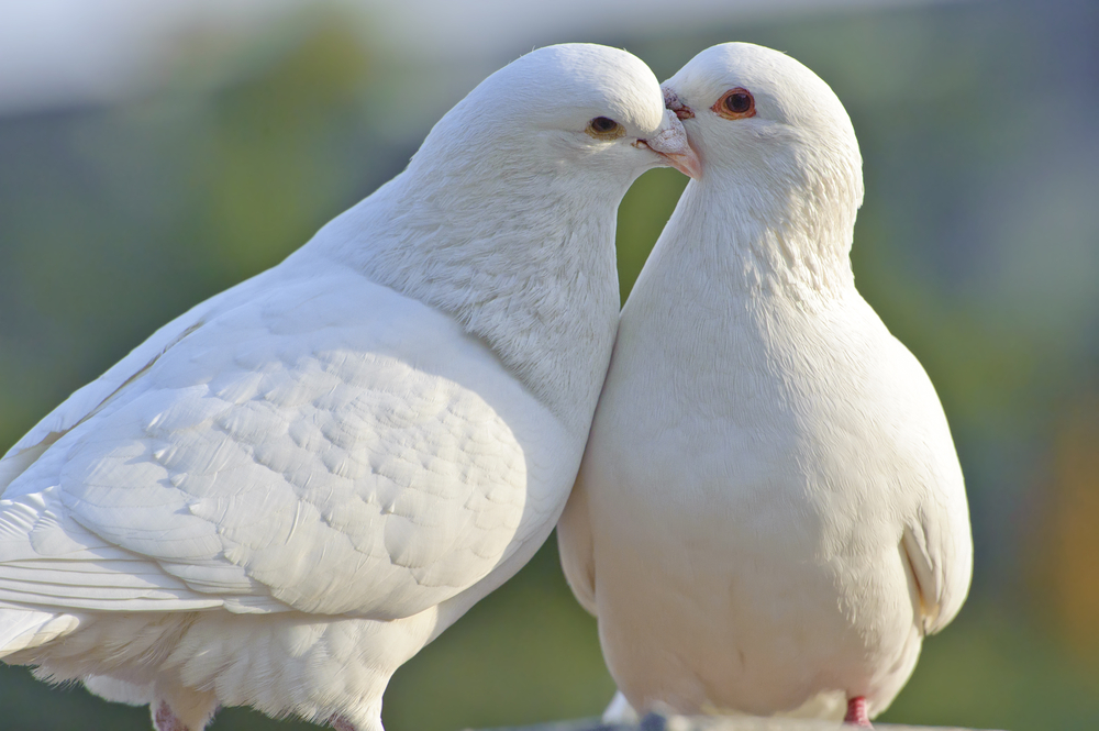 Wedding Dove Release | Renewing Vows | Civil Partnerships