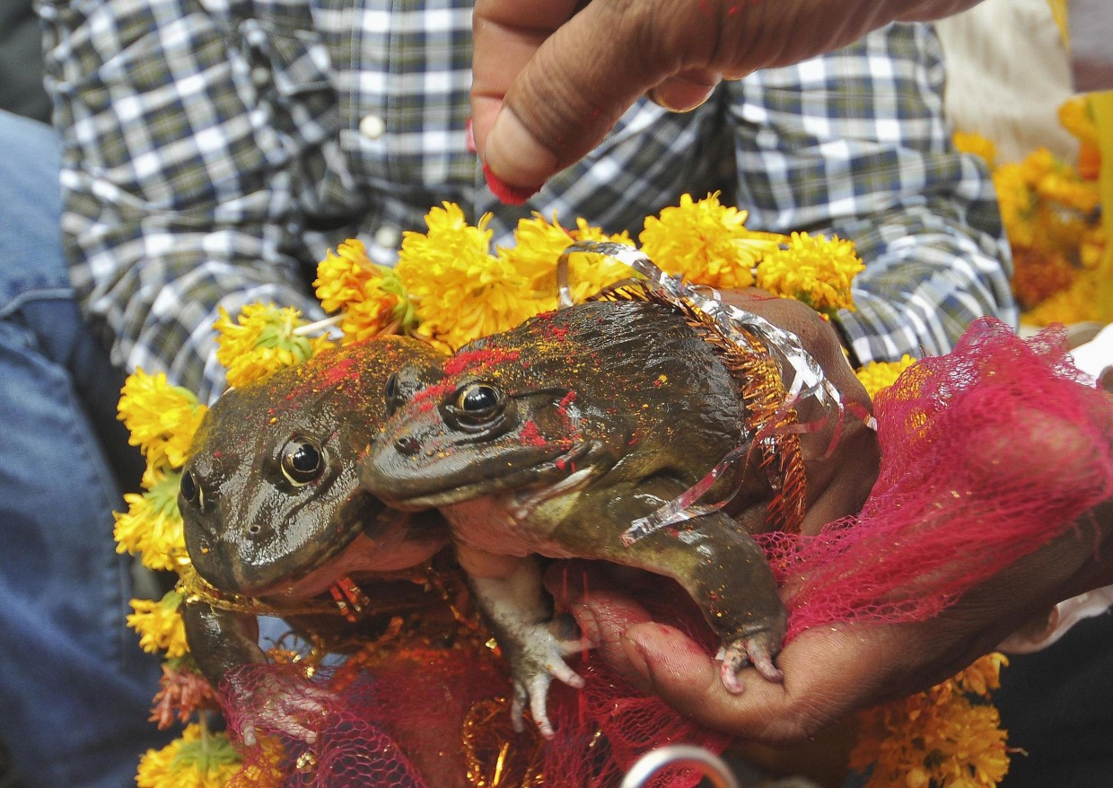 Froggie Went A Courtin: Amphibians Wed in India