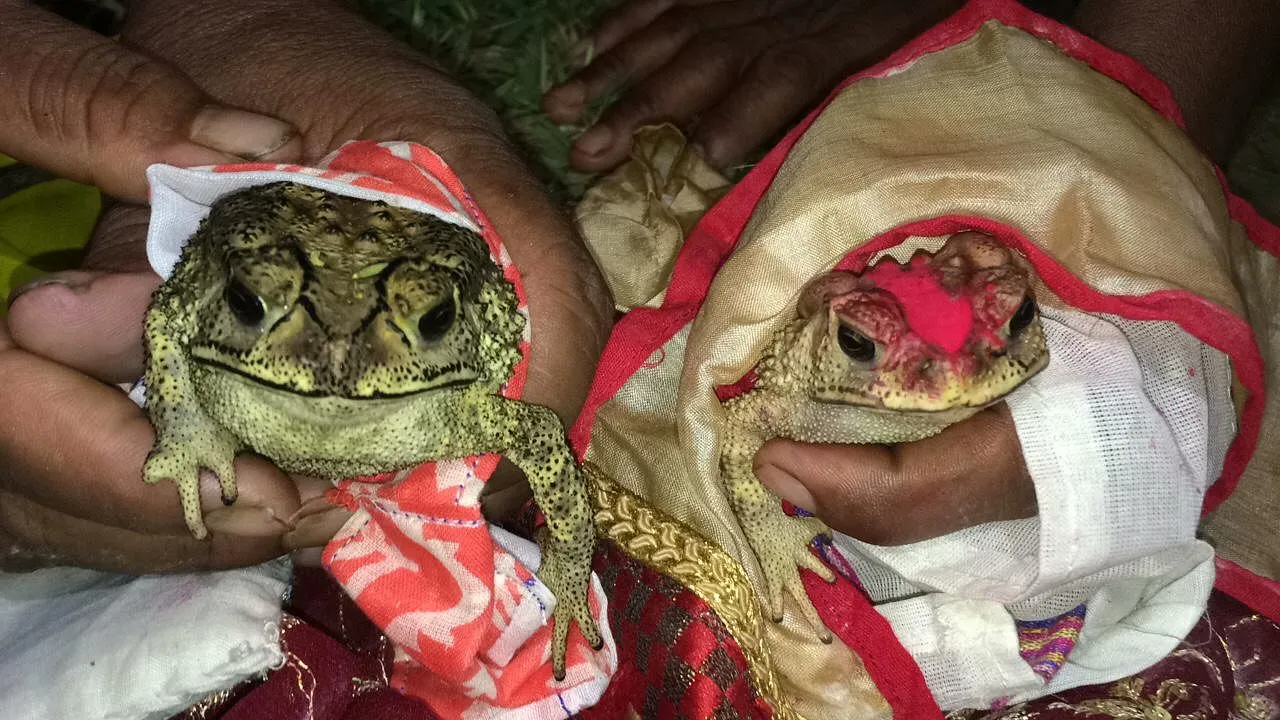 wedding frogs