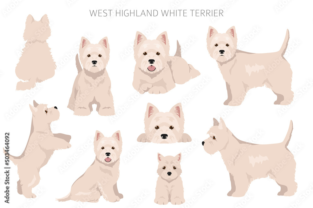 Poster, Wandbilder West Highland White Terrier clipart, 40x26.7 cm