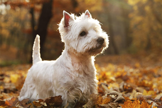 West Highland White Terrier | Hunderassen | Medpets.de