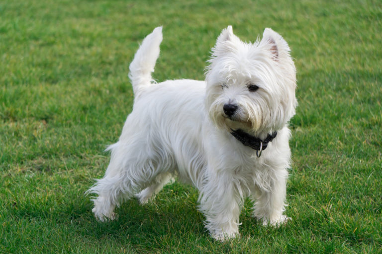 West Highland White Terrier (Westie) | zooplus Hundemagazin