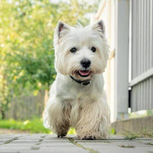 West Highland White Terrier: Charakter, Steckbrief &amp; weitere Tipps
