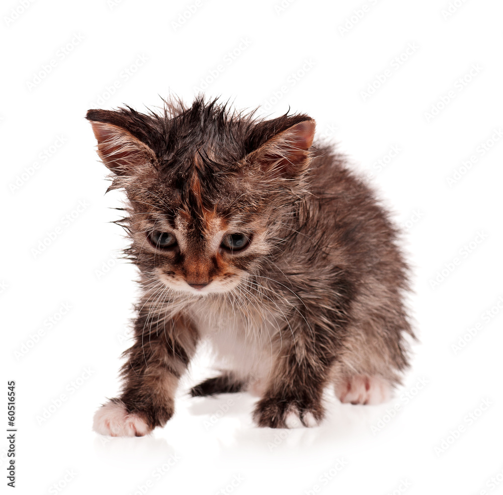 wet kitten cliparts