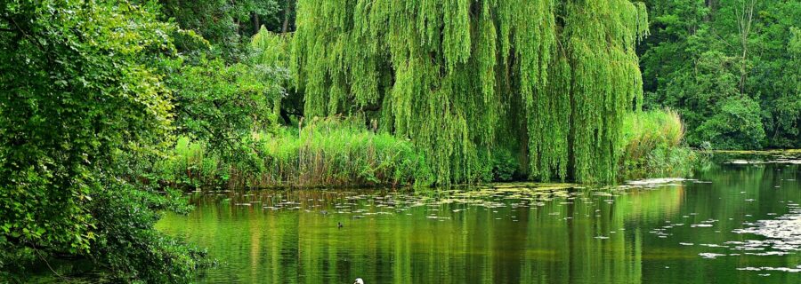 A Guide to Planting Trees in Damp Conditions | TH Trees Ltd Essex