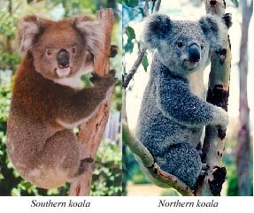 Physical Characteristics of the Koala - Australian Koala Foundation