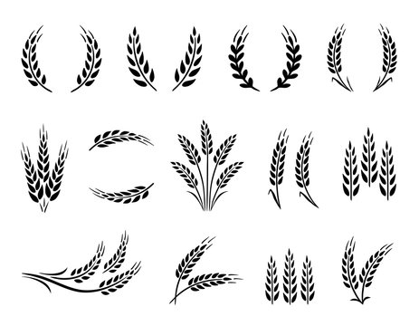 wheat vector free