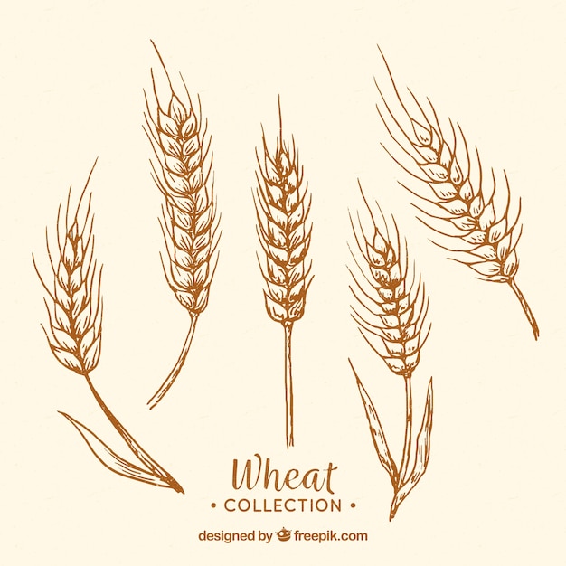 wheat vector free