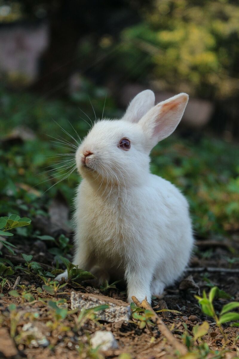 white bunny rabbits