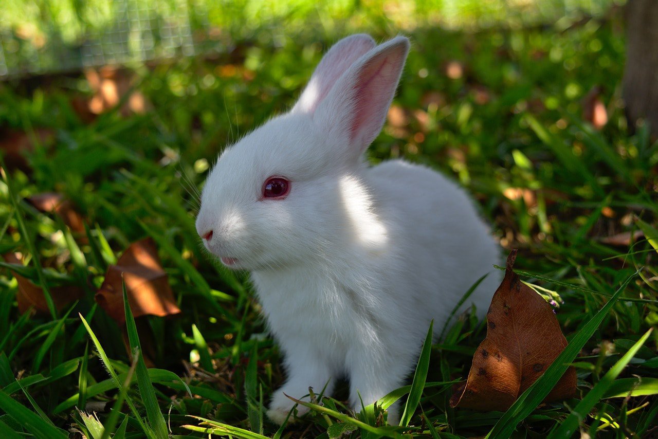 white bunny rabbits