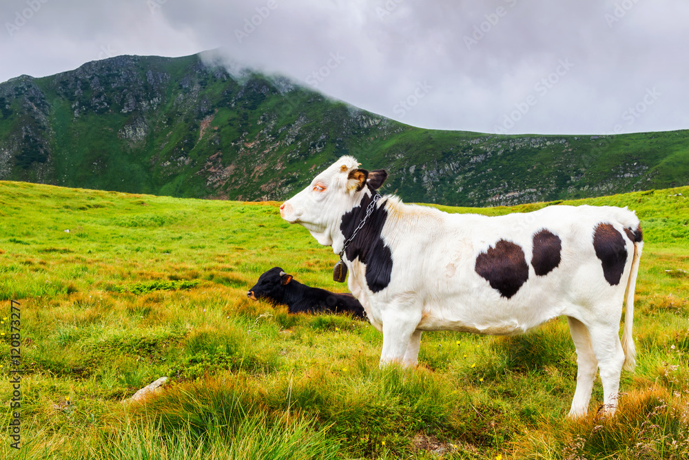 white cow pictures