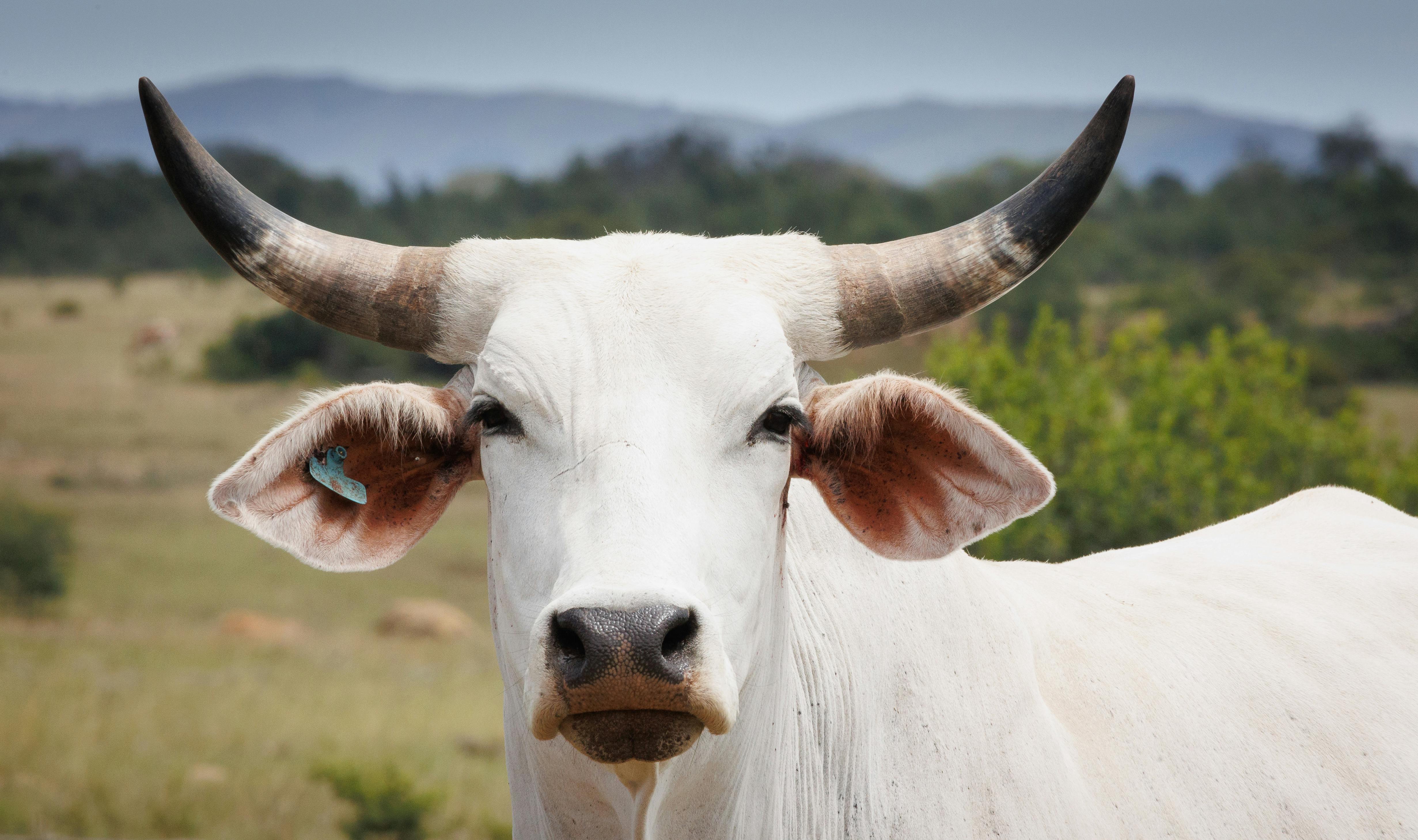 white cow pictures