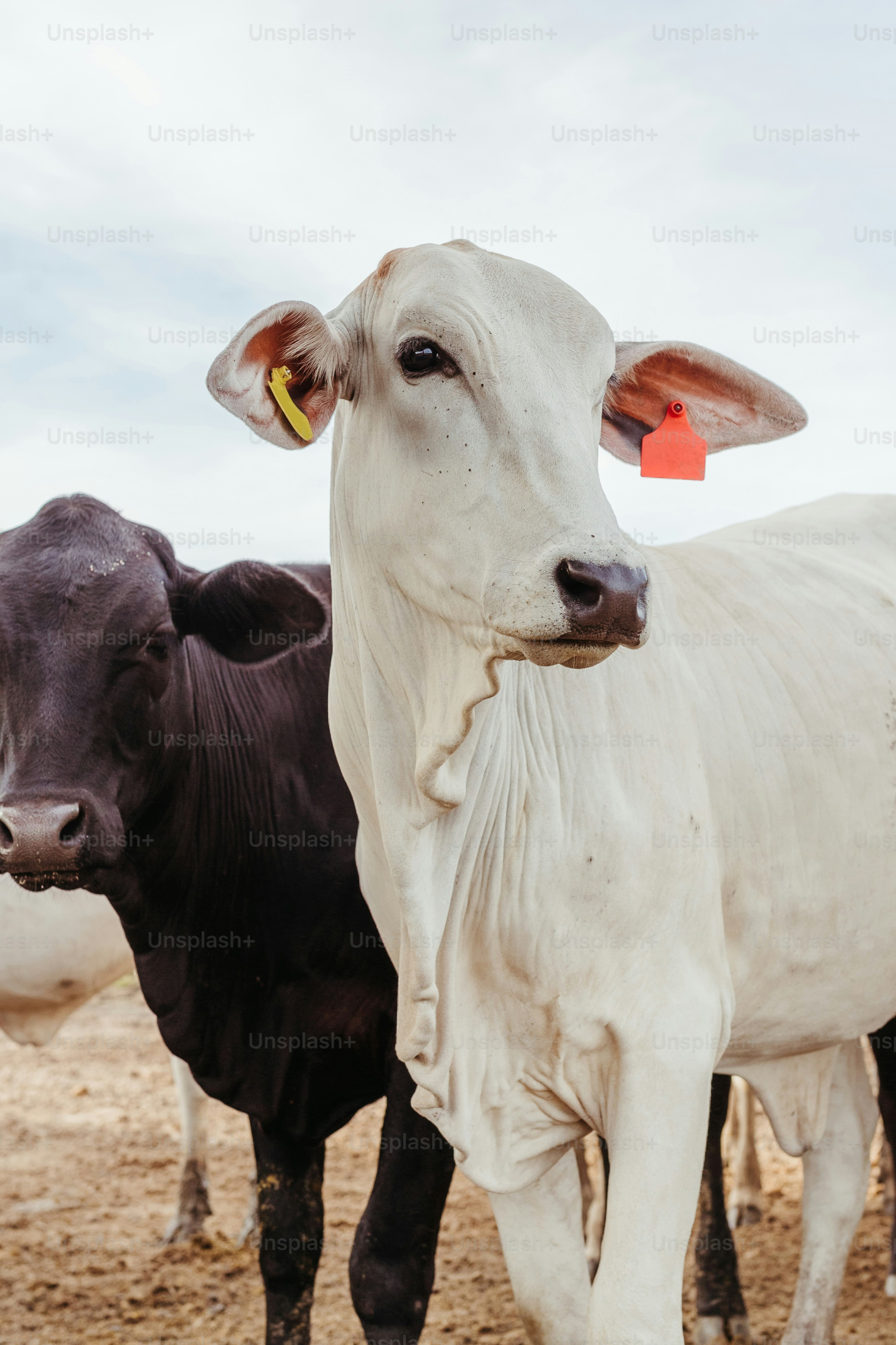 white cow pictures