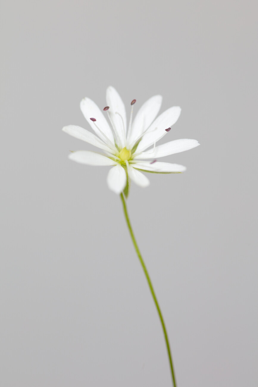 white flower art